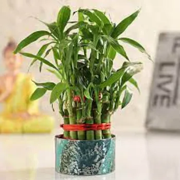 Natural Bamboo Plant